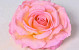 Rose D14cm Rose Jaune