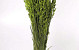 Avena Spring Green 70cm