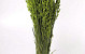 Bouquet Avoine Vert Clair 70cm