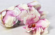 Magnolia D17cm Cream Pink
