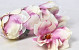 Magnolia D17cm Crème Rose