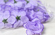 Mini Rose D5cm Lilac