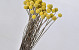 Craspedia Yellow, per stem