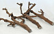 Bois Vigne 50-60cm