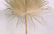 Pettycoat Palm Leaf 170cm