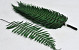 Fern Parchment Fern 40cm 10-Pack