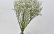 Gypsophila 50cm (25 branches)