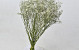 Gypsophila 60cm (25 branches)