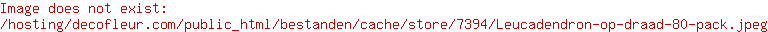 Leucadendron op draad 80-pack