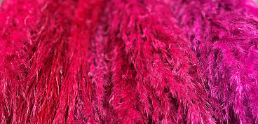Bright pampas
