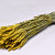Triticum Gelb (Weizen) 70cm