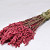 Bouquet Avoine Rouge 70cm