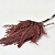 Ribbon Fern Red 15-20cm