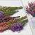 DIY Trockenblumenstrauß Violett/Rosa XL
