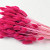 Bouquet Lagurus Fuchsia 65cm