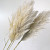 Pampas grass 110cm