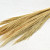 Broom Grass 100gr. Ecru