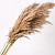 Pampas grass 100cm 10pcs