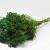 Broom Bloom Groen 50cm