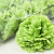 Artificial Carnation Green D9cm