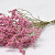 Limonium Rosa 60cm 