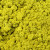 Reindeer Moss Lemon Yellow per kg