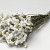 Statice Sinuata White