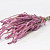 Statice Suworowii Pink 60cm