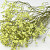 Limonium Gelb 65cm 