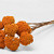 Achillea Parker Oranje 70cm