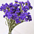 Statice Sinuata Dunkel Violett