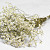 Limonium White 70cm