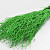 Bouleau Vert 50pcs