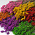 Phalaris Assorti 6-pack 70cm