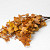 Eucalyptus Cinerea Yellow 65cm