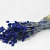 Phalaris Blue 70cm