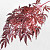 Japanese Maple 70cm Red