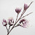 Foam Magnolia Lila