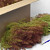 Seemoos, Karton 80x38x35cm