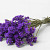 Statice Sinuata Dunkel Violett