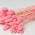 Phalaris pastel pink 70cm