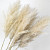 Fluffy Pampas grass 110cm
