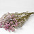 Limonium Pink-White 70cm 