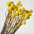 Craspedia Yellow, per stem