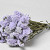 Statice Sinuata Violet Clair