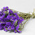 Statice Sinuata Dunkel Violett