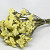 Statice Sinuata Jaune