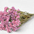 Statice Sinuata Pink