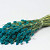 Phalaris Blauw 70cm